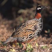 Black Francolin